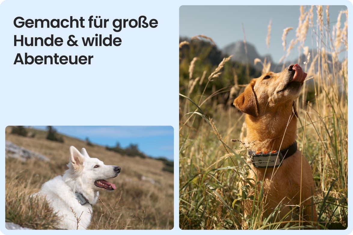 Tractive DOG XL Adventure shown on large dogs in rugged outdoor settings, suited for tough conditions.