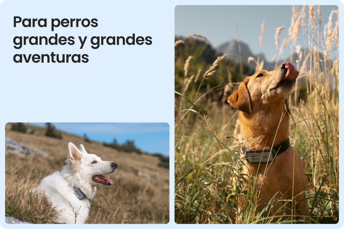 Tractive DOG XL Adventure shown on large dogs in rugged outdoor settings, suited for tough conditions.