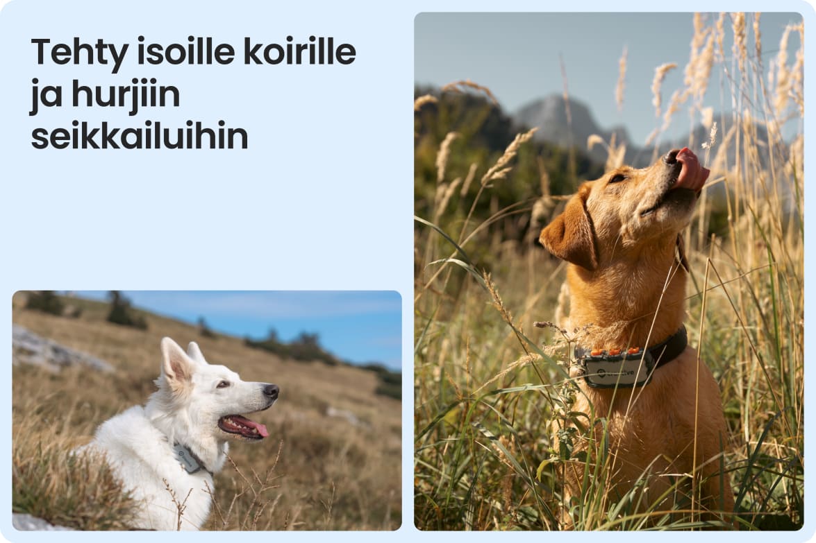 Tractive DOG XL Adventure shown on large dogs in rugged outdoor settings, suited for tough conditions.