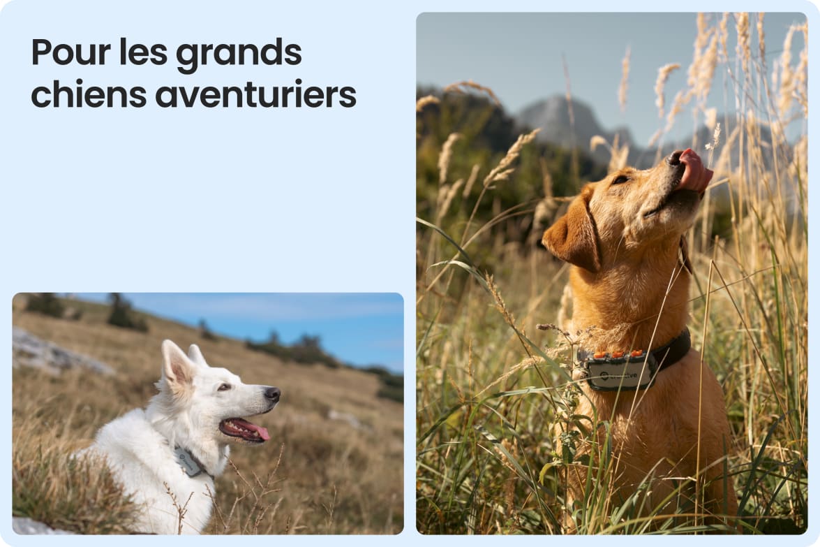 Tractive DOG XL Adventure shown on large dogs in rugged outdoor settings, suited for tough conditions.