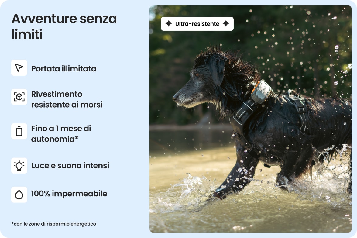 Dog wearing Tractive DOG XL Adventure in water, highlighting waterproof, bite-proof build and long battery life.