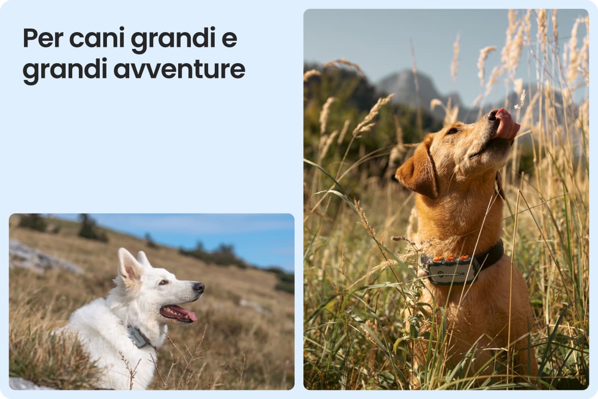 Tractive DOG XL Adventure shown on large dogs in rugged outdoor settings, suited for tough conditions.
