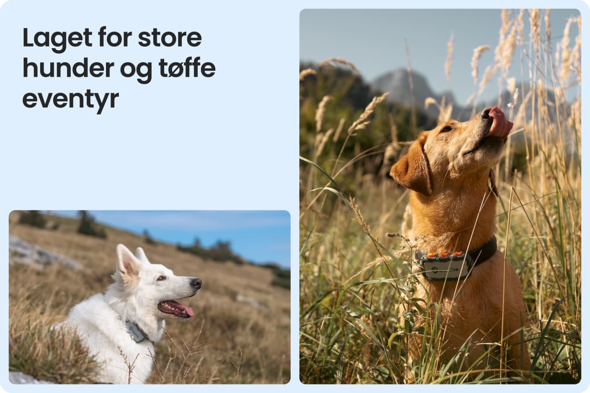 Tractive DOG XL Adventure shown on large dogs in rugged outdoor settings, suited for tough conditions.