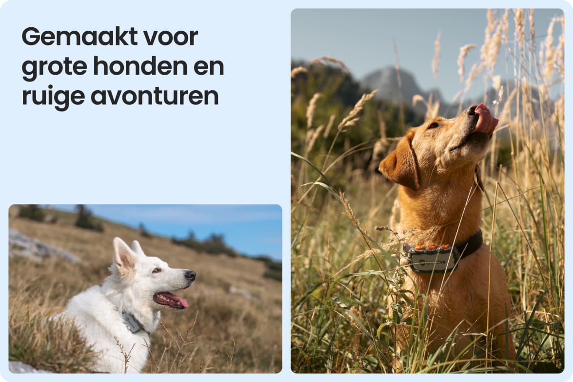 Tractive DOG XL Adventure shown on large dogs in rugged outdoor settings, suited for tough conditions.