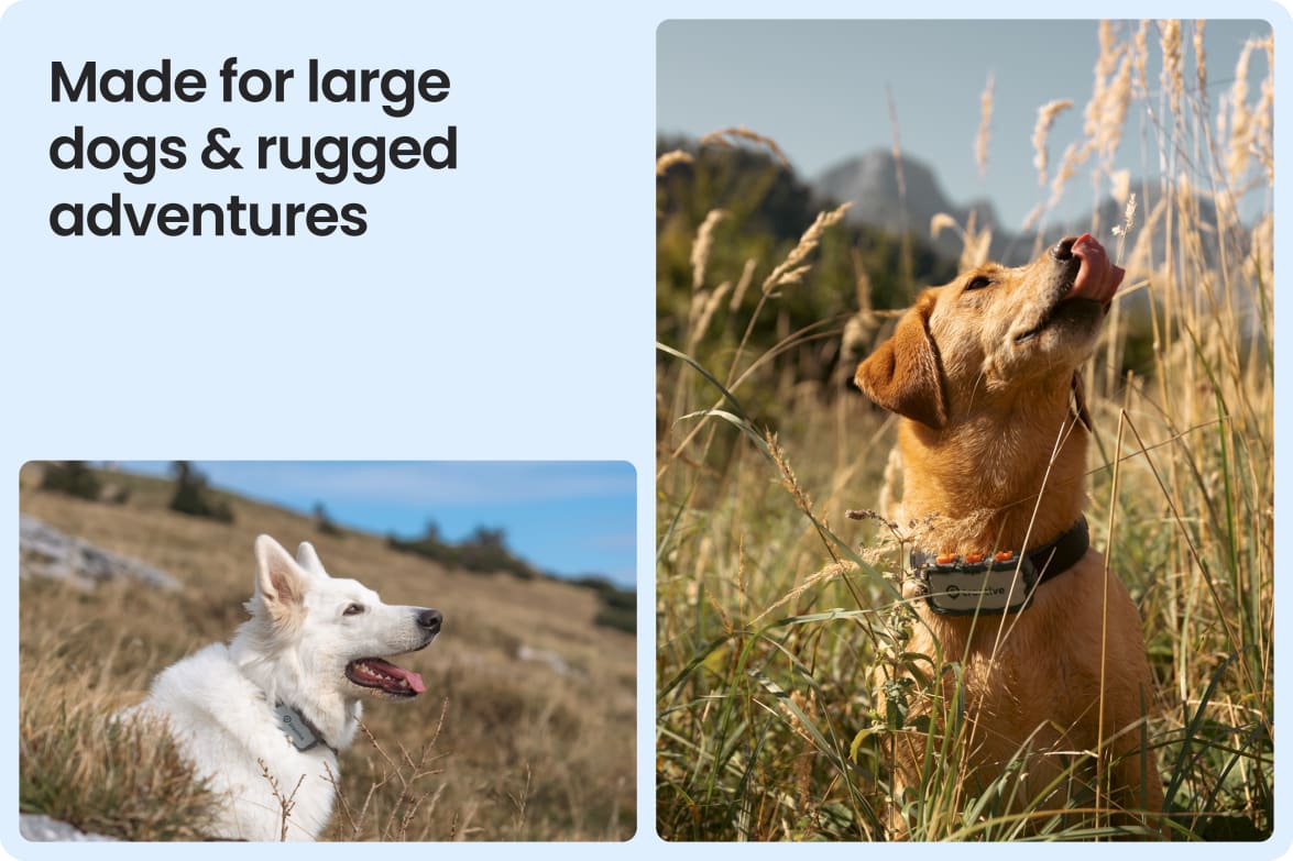 Tractive DOG XL Adventure shown on large dogs in rugged outdoor settings, suited for tough conditions.
