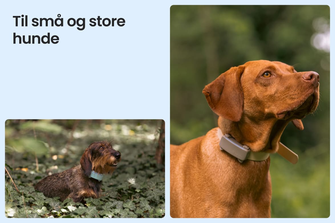 Tractive DOG 6 - Black shown on both small and large dogs to demonstrate size versatility.