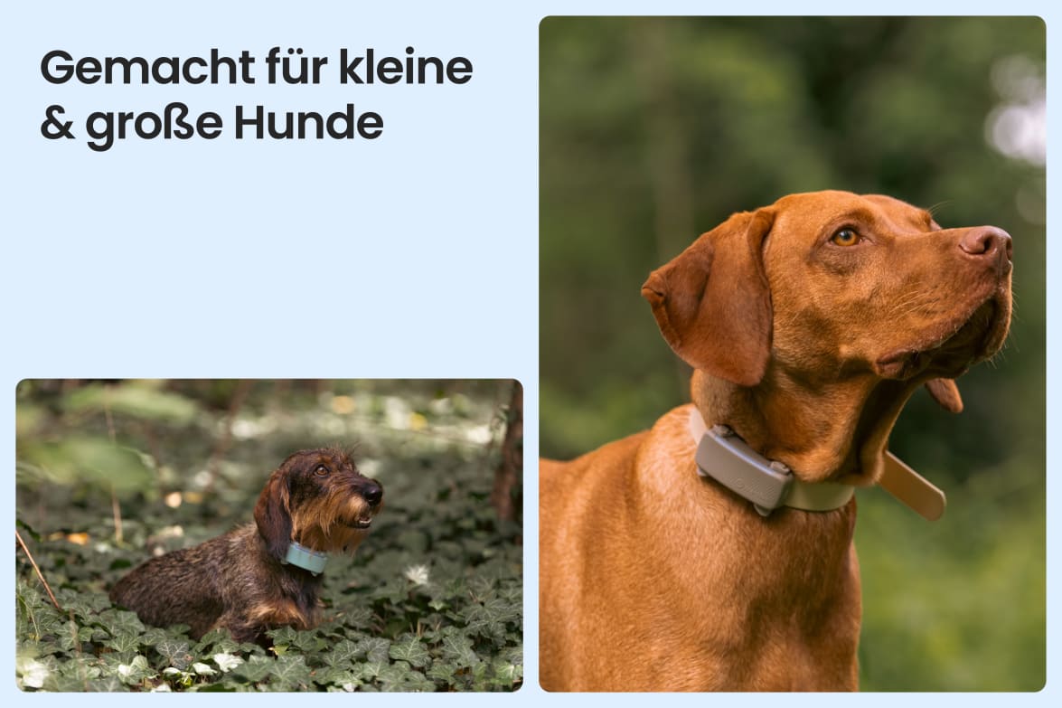 Tractive DOG 6 - Black shown on both small and large dogs to demonstrate size versatility.