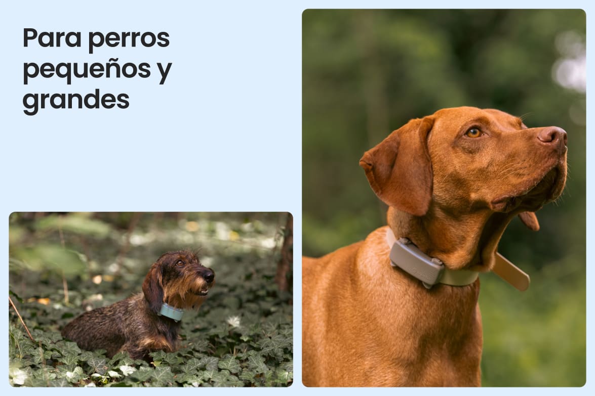Tractive DOG 6 - Black shown on both small and large dogs to demonstrate size versatility.