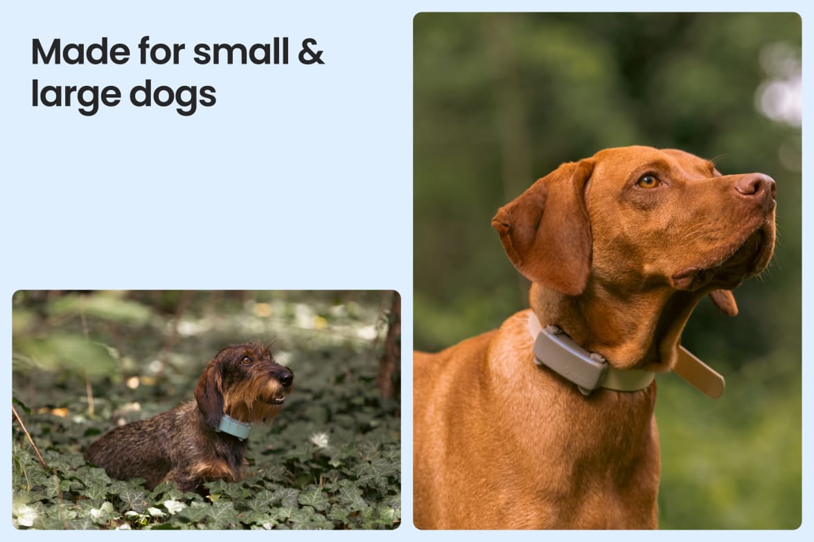 Tractive DOG 6 - Black shown on both small and large dogs to demonstrate size versatility.