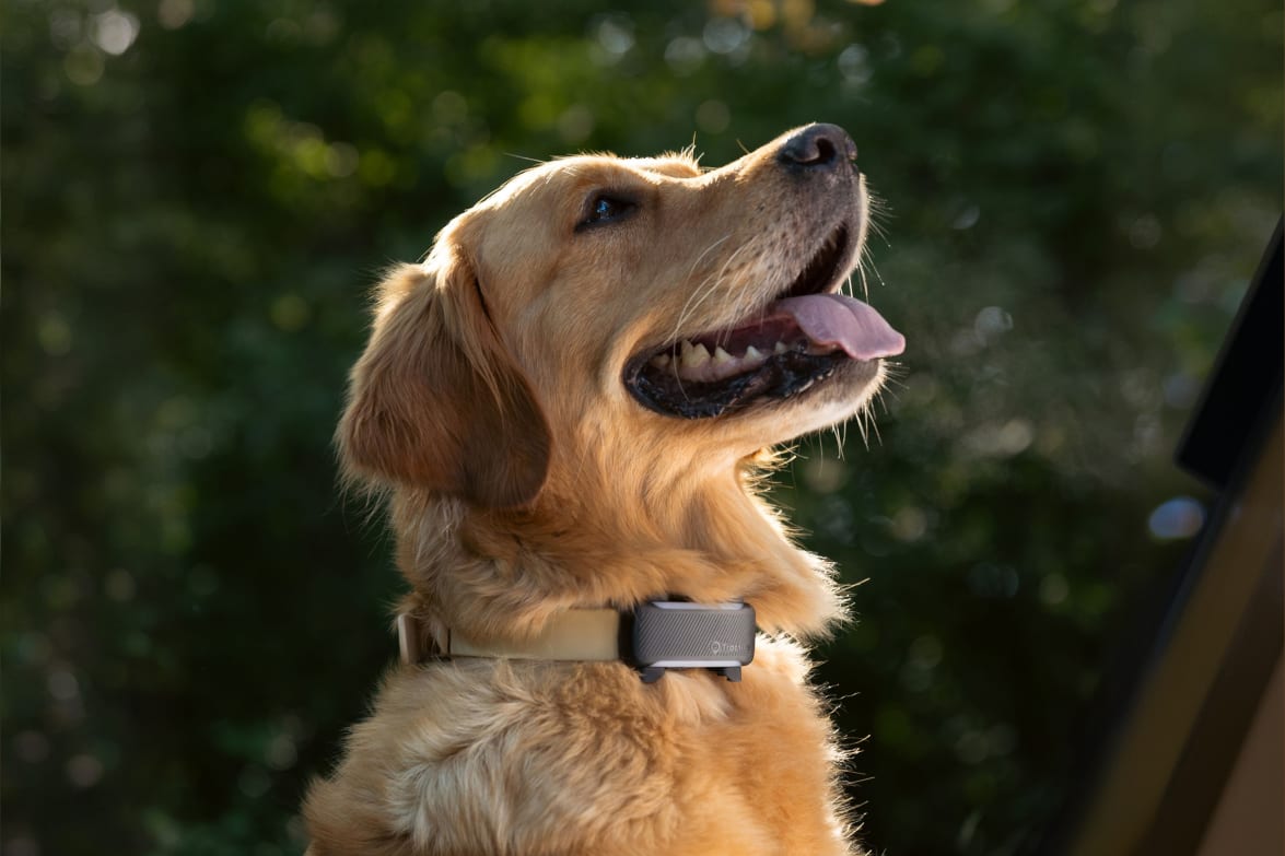 GPS Tracker Hund | Hunde Tracker | Tractive