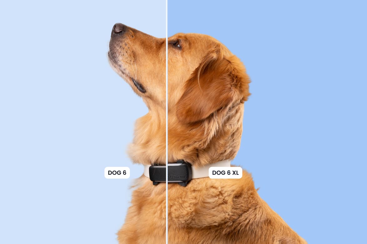 Dog comparison dog 6 and dog xl