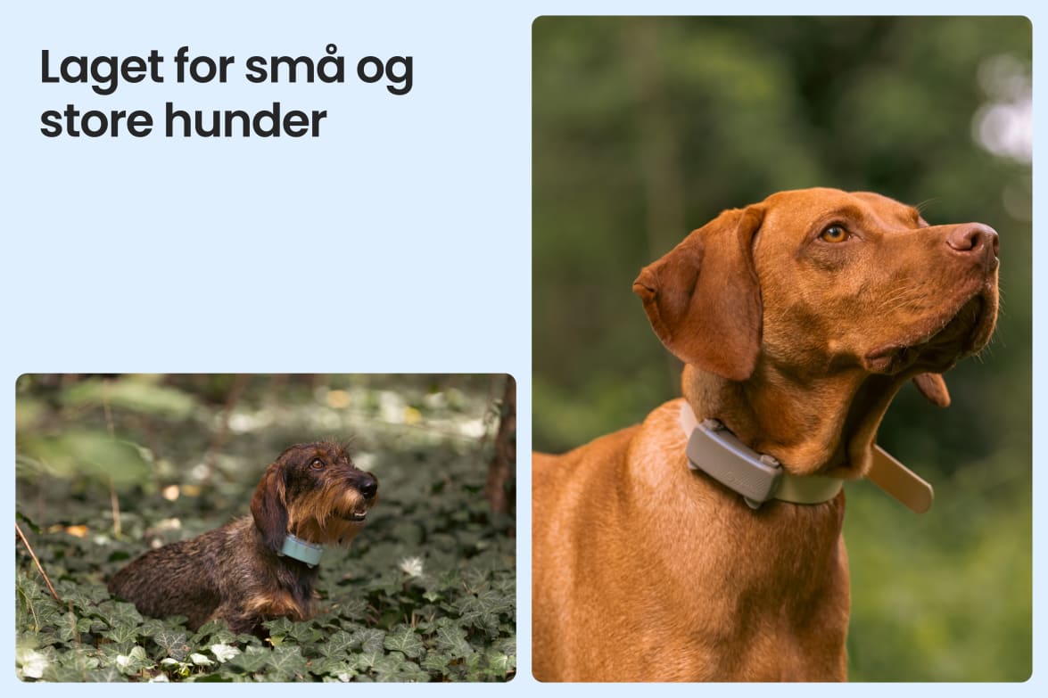 Tractive DOG 6 - Black shown on both small and large dogs to demonstrate size versatility.