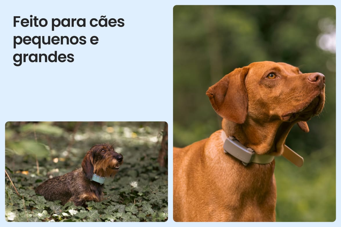 Tractive DOG 6 - Black shown on both small and large dogs to demonstrate size versatility.