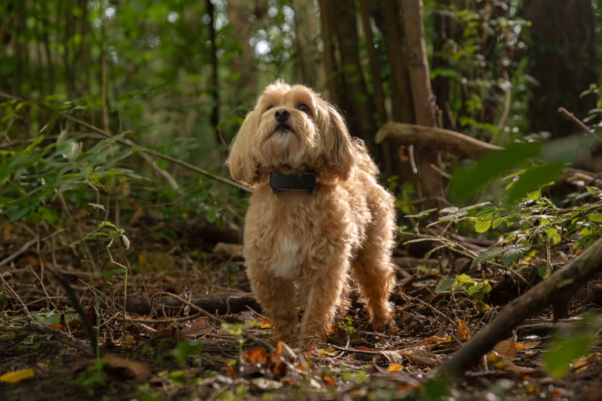 Dog size s with dog 6 tracker