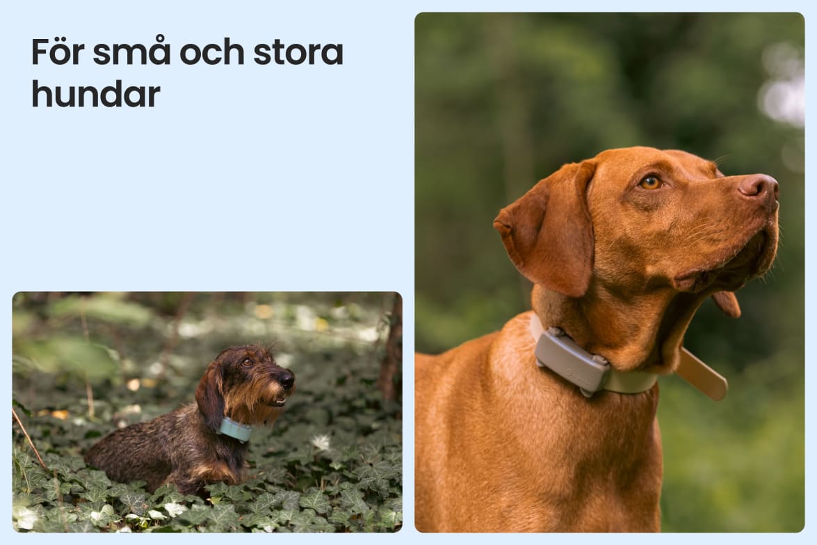 Tractive DOG 6 - Black shown on both small and large dogs to demonstrate size versatility.