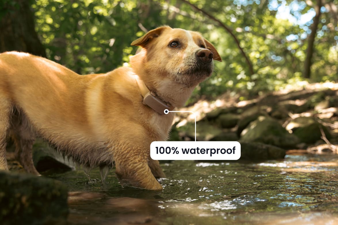Dog in water