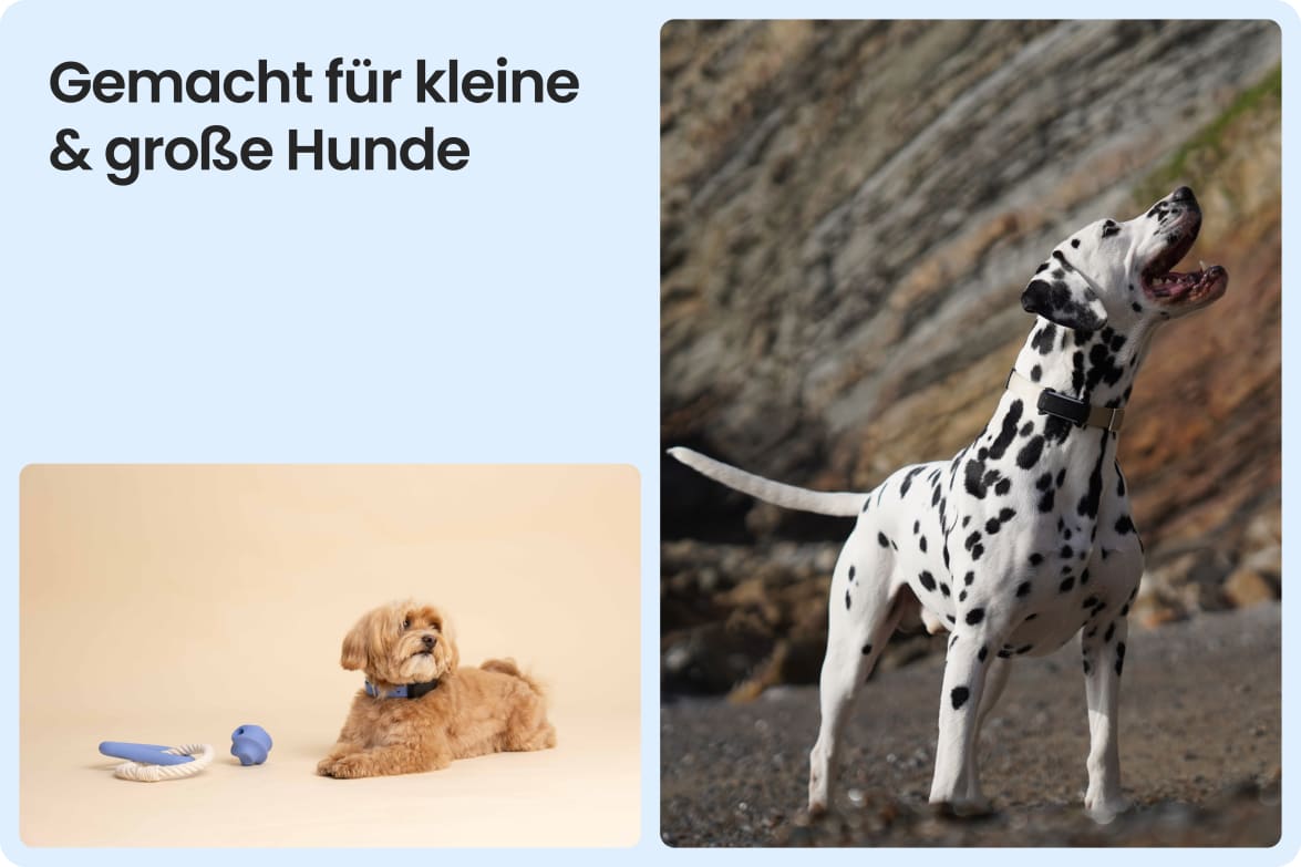 Tractive DOG 6 - Black shown on both small and large dogs to demonstrate size versatility.