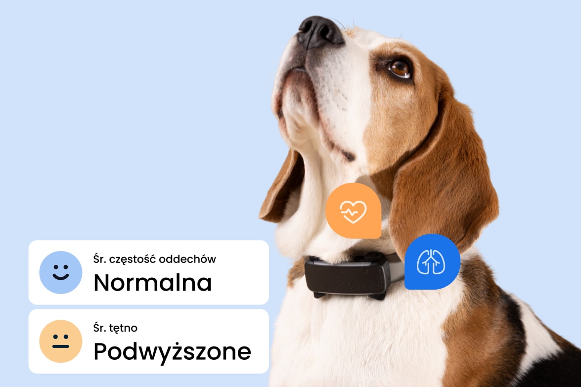 Image of a Dog with the DOG 6 Tracker from Tractive showing overlays with Heart Rate Features