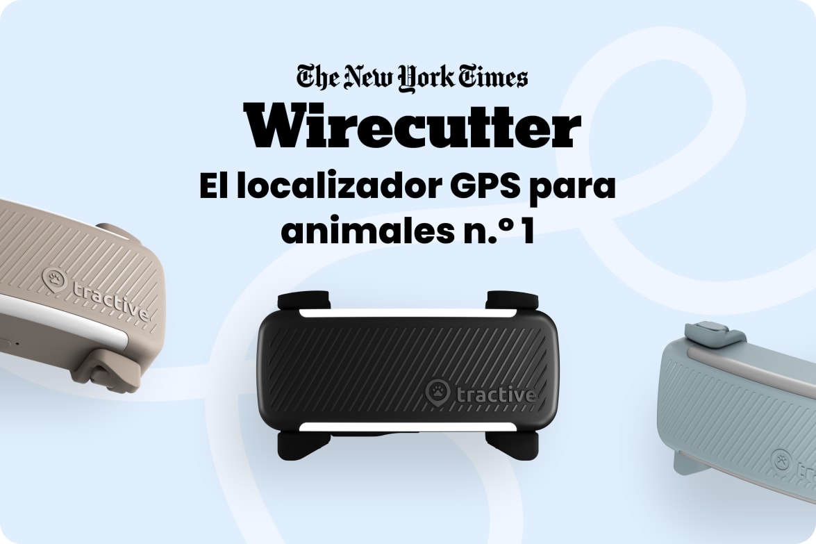 Tractive DOG 6 - Black labeled as #1 rated GPS pet tracker by Wirecutter, shown in multiple colors.