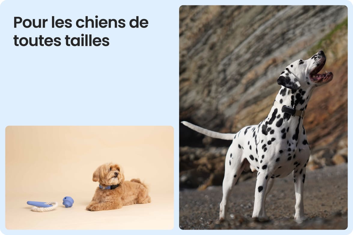 Tractive DOG 6 - Black shown on both small and large dogs to demonstrate size versatility.