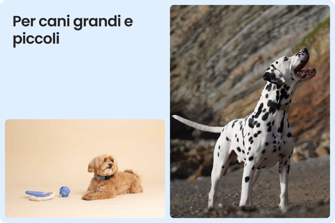 Tractive DOG 6 - Black shown on both small and large dogs to demonstrate size versatility.