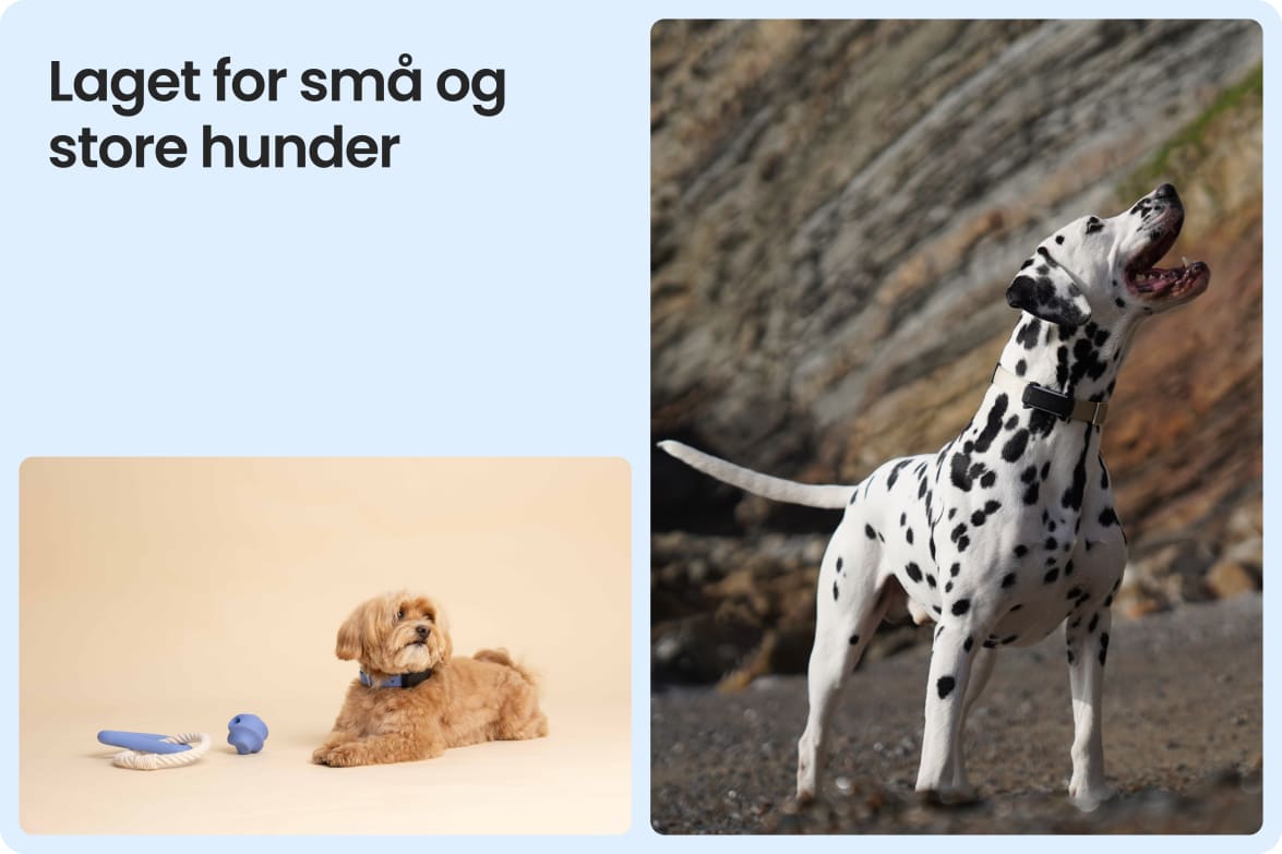 Tractive DOG 6 - Black shown on both small and large dogs to demonstrate size versatility.
