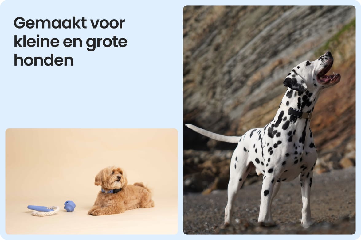 Tractive DOG 6 - Black shown on both small and large dogs to demonstrate size versatility.