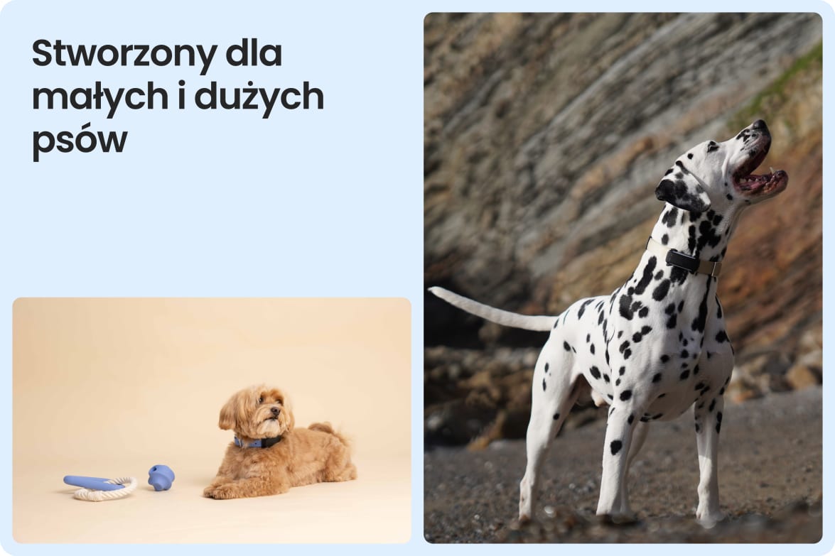 Tractive DOG 6 - Black shown on both small and large dogs to demonstrate size versatility.
