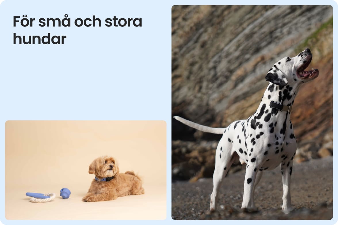 Tractive DOG 6 - Black shown on both small and large dogs to demonstrate size versatility.