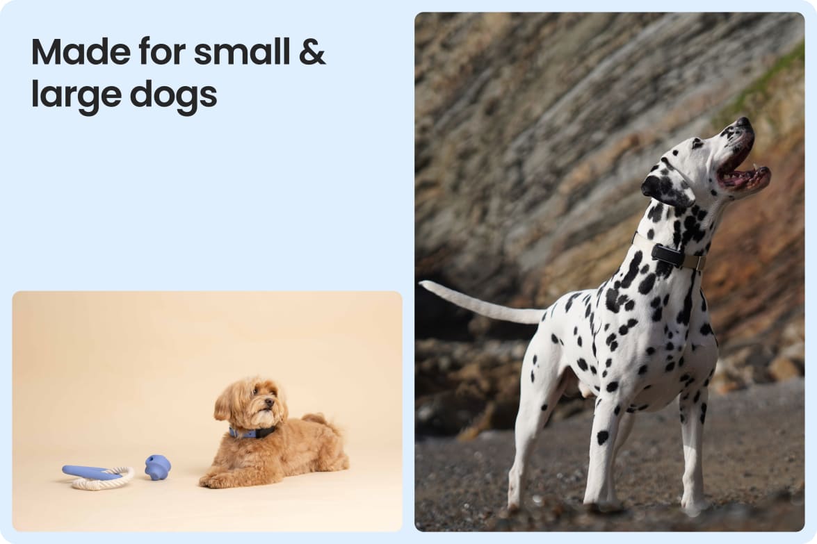 Tractive DOG 6 - Black shown on both small and large dogs to demonstrate size versatility.