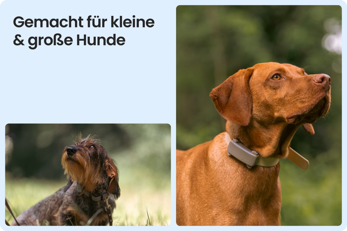 Tractive DOG 6 - Brown shown on both small and large dogs to demonstrate size versatility.