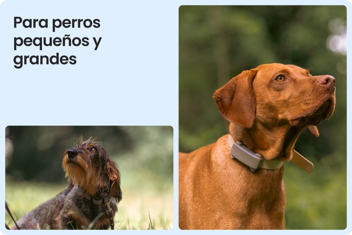 Tractive DOG 6 - Brown shown on both small and large dogs to demonstrate size versatility.
