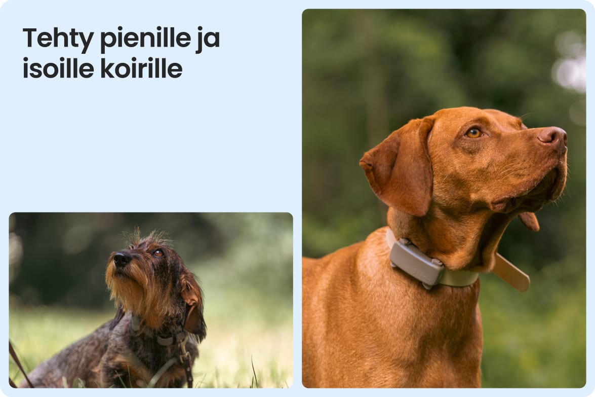 Tractive DOG 6 - Brown shown on both small and large dogs to demonstrate size versatility.