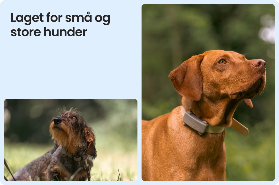 Tractive DOG 6 - Brown shown on both small and large dogs to demonstrate size versatility.