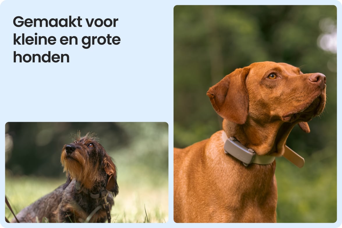 Tractive DOG 6 - Brown shown on both small and large dogs to demonstrate size versatility.