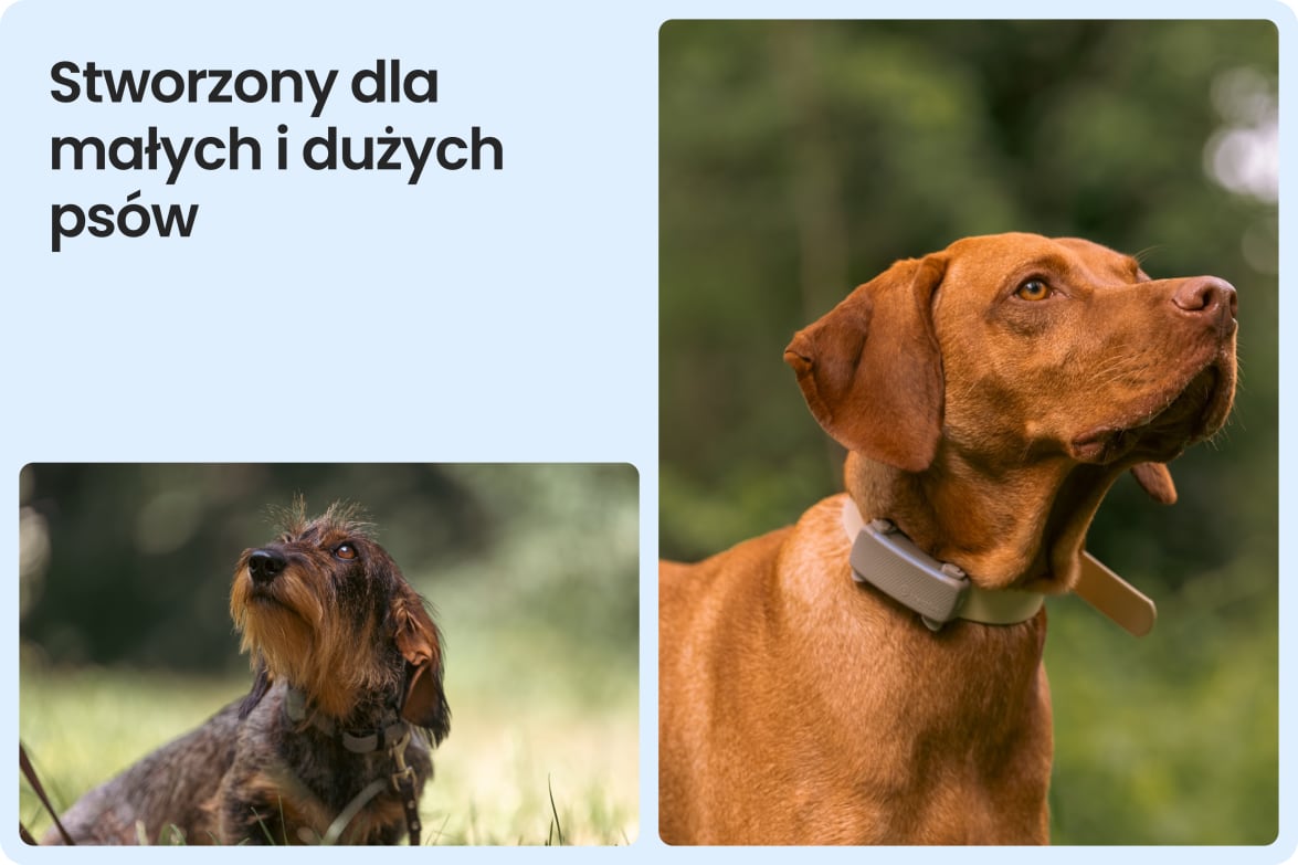 Tractive DOG 6 - Brown shown on both small and large dogs to demonstrate size versatility.