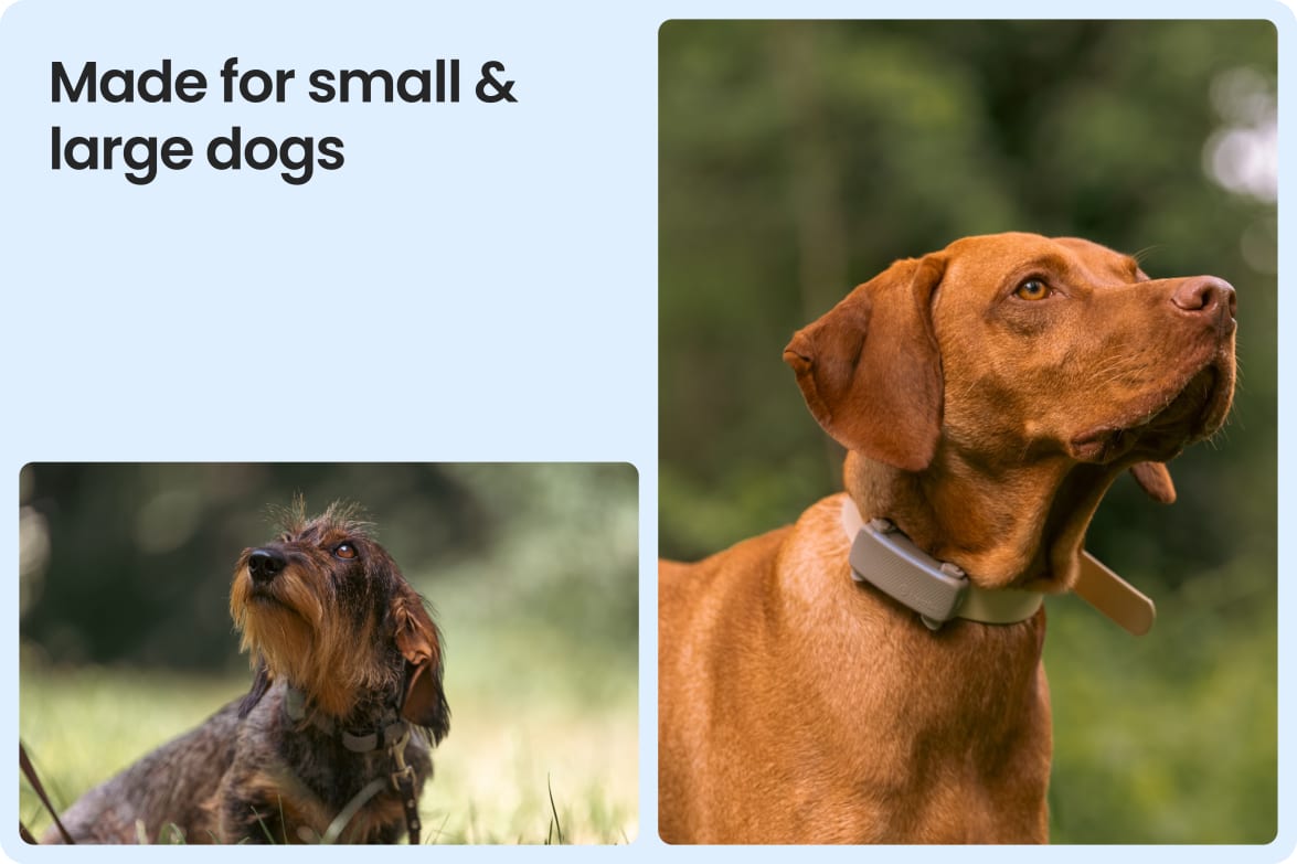 Tractive DOG 6 - Brown shown on both small and large dogs to demonstrate size versatility.