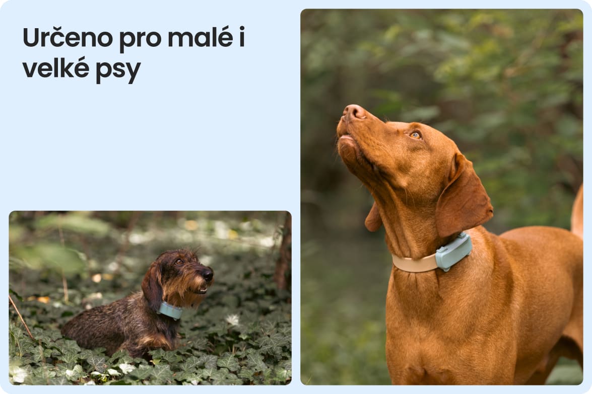 Tractive DOG 6 - Mint shown on both small and large dogs to demonstrate size versatility.