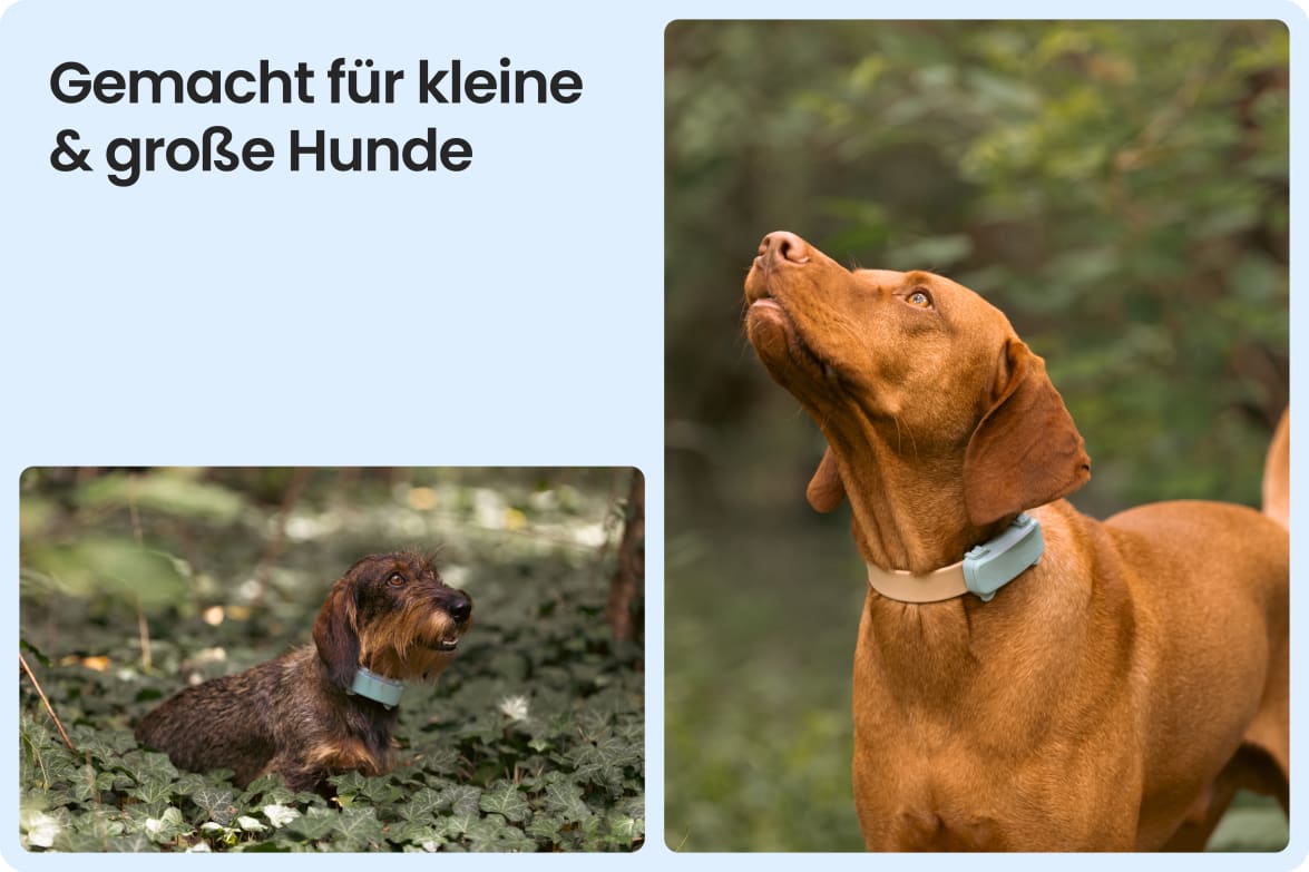 Tractive DOG 6 - Mint shown on both small and large dogs to demonstrate size versatility.