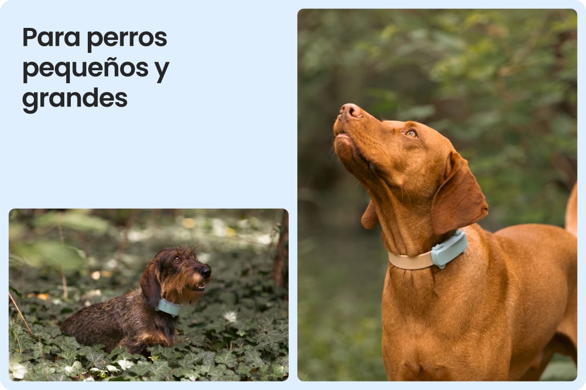 Tractive DOG 6 - Mint shown on both small and large dogs to demonstrate size versatility.