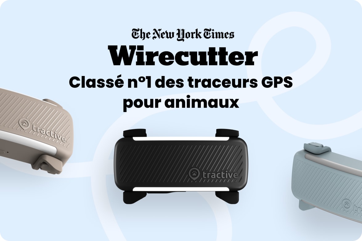 Tractive DOG 6 - Mint labeled as #1 rated GPS pet tracker by Wirecutter, shown in multiple colors.