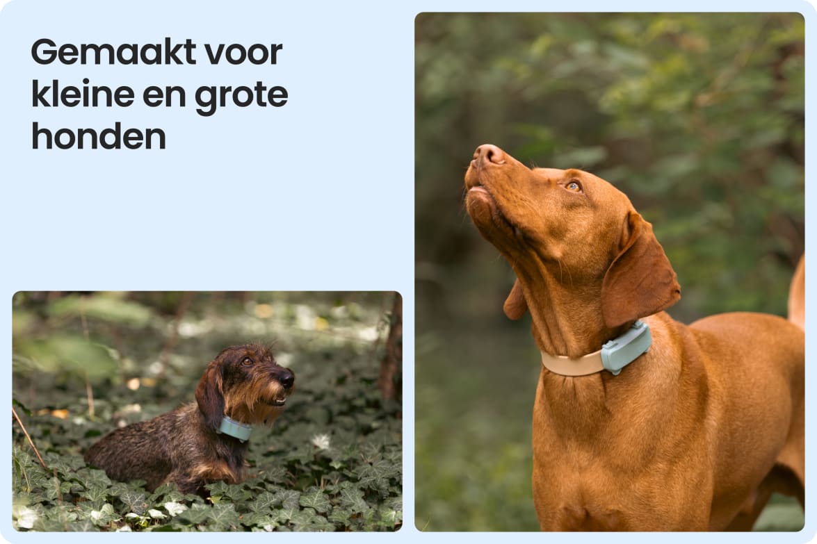 Tractive DOG 6 - Mint shown on both small and large dogs to demonstrate size versatility.