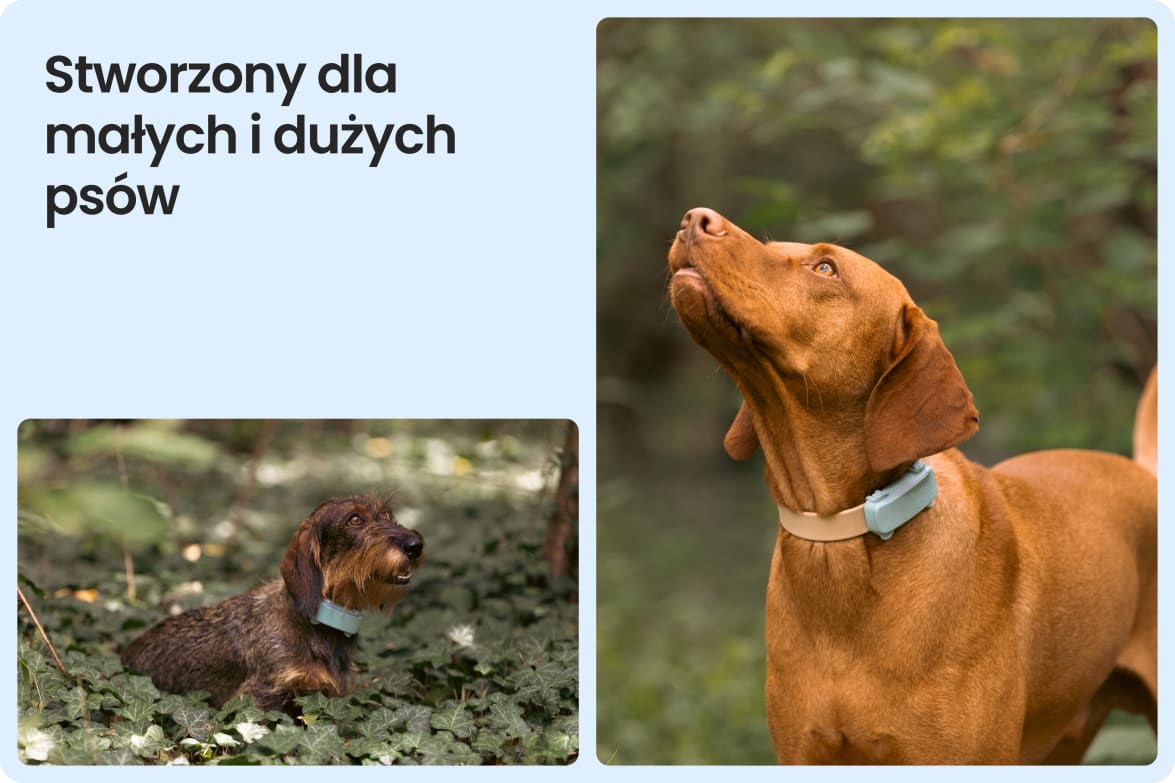 Tractive DOG 6 - Mint shown on both small and large dogs to demonstrate size versatility.