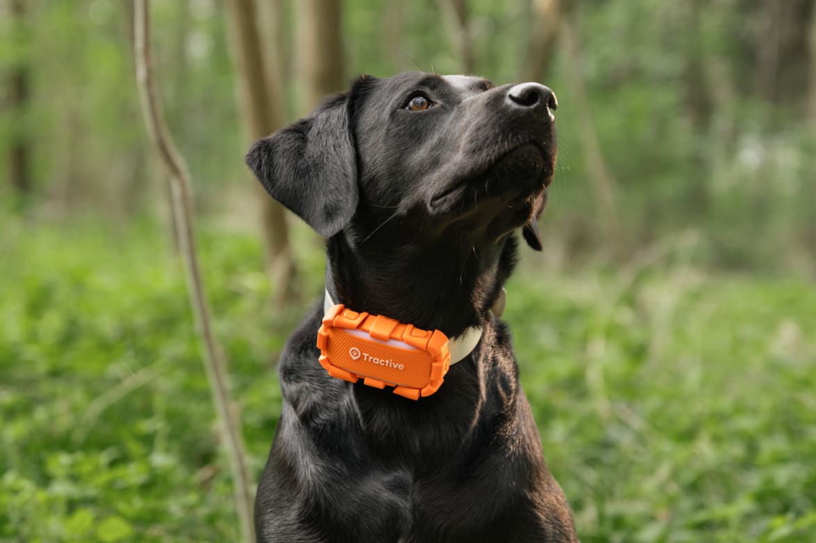 Dog with dog xl tracker