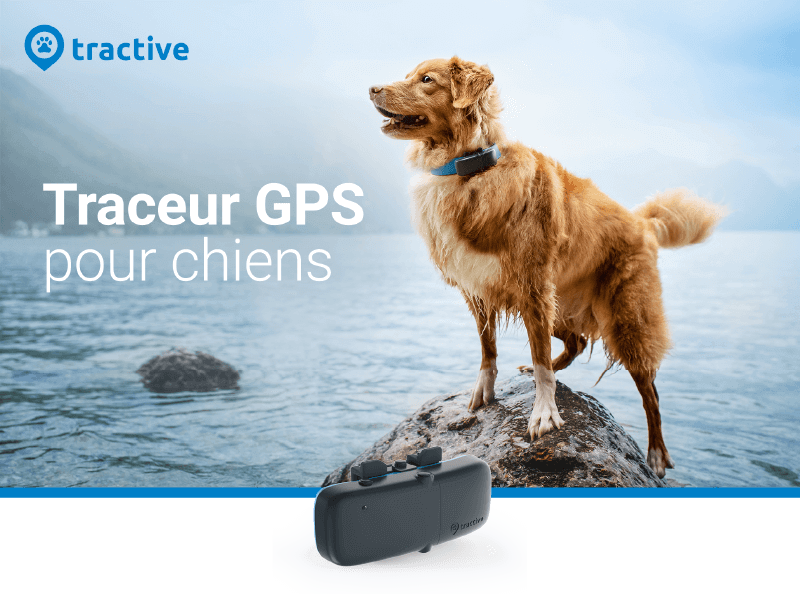 Tractive Traceur GPS pour chiens Porte clé connecté - Tracker | Boulanger